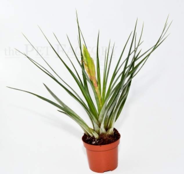 Tillandsia flavobracteata
